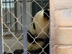 -都江堰中华大熊猫苑