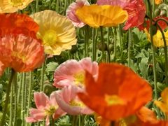 -名花谷生态庄园