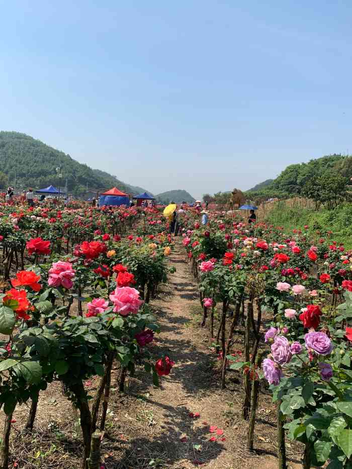 花田筑梦-"前几天和姐妹相约来到中梁缜玫瑰花海玩,开.