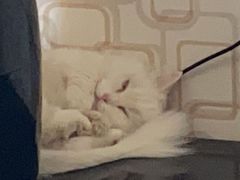 -宠爱国际动物医院· 猫科· 外科·中兽医(长白店)