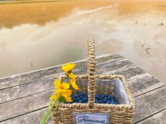 -金谷域澳洲庄园