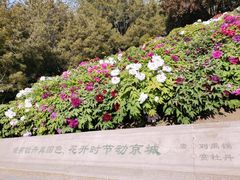 -莲花池公园