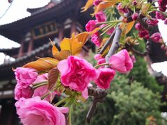-西安青龙寺遗址景区