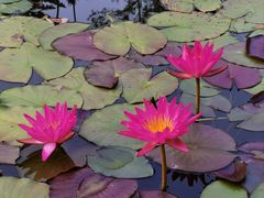 -国家植物园南园