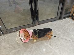 -半岛宠物医院24小时·内窥镜·牙科·碎石中心(府城大道店)