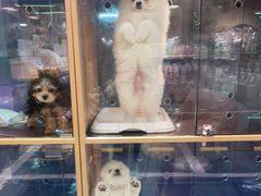 -FAELING PETS美天灵宠物(富力广场店)
