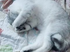 -菲丽丝宠物医院·24小时·猫科中心·免疫点(淮海分院)