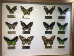 -上海昆虫博物馆