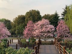 -荷塘月色湿地公园·向阳花洲