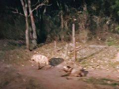 -清迈夜间动物园