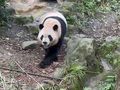 -都江堰中华大熊猫苑