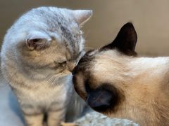 -猫儿山۰猫主题餐厅
