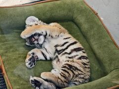 -大连森林动物园