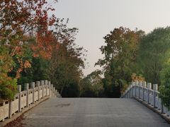 景点-上海海湾国家森林公园