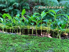 -火炉山森林公园