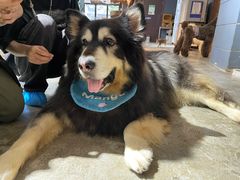 -more than meow吴止猫主题餐厅(承德 中船汇店)