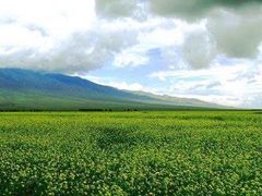 -山丹皇家马场