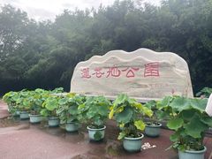 -莲花池公园
