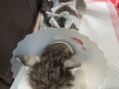-萌兽医馆·犬猫专科·眼科中心·宠物医院(朝阳门分院)