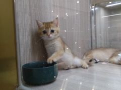 -飞行喵MR PILOT|猫舍·猫咖(静安大融城店)