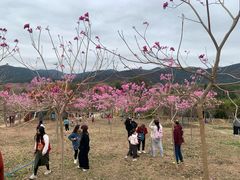 -天适樱花悠乐园