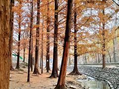 -白水寺森林公园