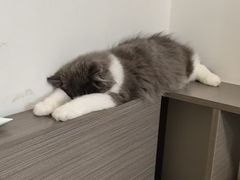 -屋虎猫馆(宝安大仟里店)