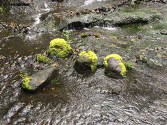 -峡谷浮石林景区
