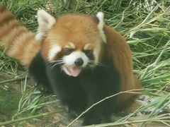 -都江堰中华大熊猫苑