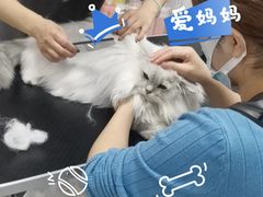 -山宅一喵德文卷毛猫舍