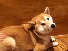 -柴务处·柴犬主题狗咖