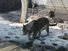 -新疆天山野生动物园