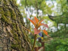 -上海佘山国家森林公园天马山园