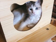 -猫咪咖啡店(新城大街店)