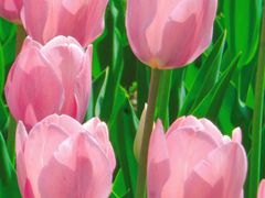 -北京植物园-展览温室