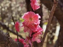 -梅花山(明孝陵内)