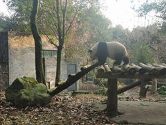 -都江堰中华大熊猫苑