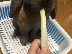 -藦茜花园宠物主题亲子互动体验馆(国顺东路店)