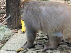 -苏州上方山国家森林公园