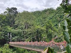 -西双版纳原始森林公园