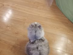 -MOYOYO猫咪咖啡店