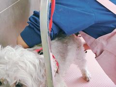 -瑞派·关忠动物医院·猫专科·犬专科(三环新城店)