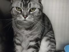 -纳吉亚猫专科动物医院·北北分院