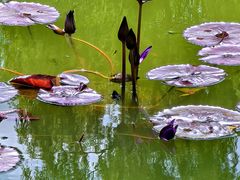 -国家植物园南园