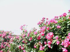 -上海滨江森林公园