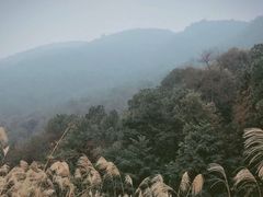 -铁山坪森林公园