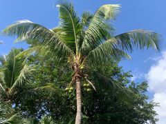 -海南清水湾莱佛士酒店