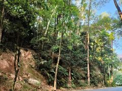 -火炉山森林公园
