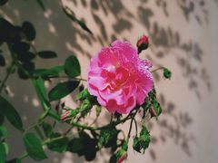 -颐和路民国时期公馆-风貌区