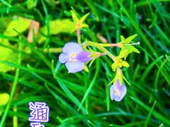 -上海吴淞炮台湾国家湿地公园